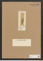 Amphora subpunctata Grove et Sturt. (de-Toni-Nr.: Genus 36, Species 1535) Zeichnungen Sammlung Grunow Nr. 2958 (NHMW-BOT-W0370314)